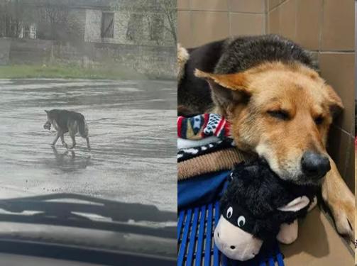 Rescatan a perrita que vagaba sola por las calles tras la muerte de su dueño