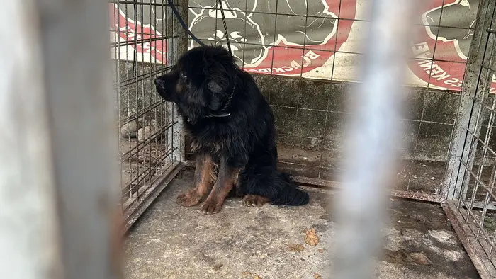 Tip legal: el maltrato animal no paga