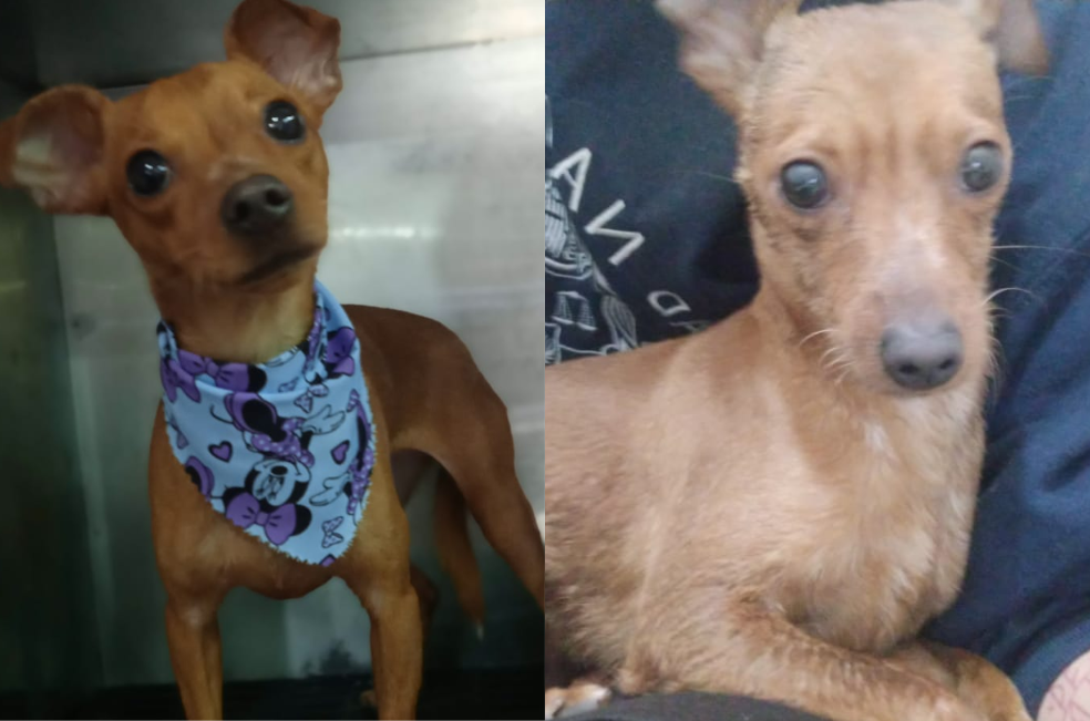 Rescatan a una perrita atrapada en un caño de Bogotá: ahora necesita una familia