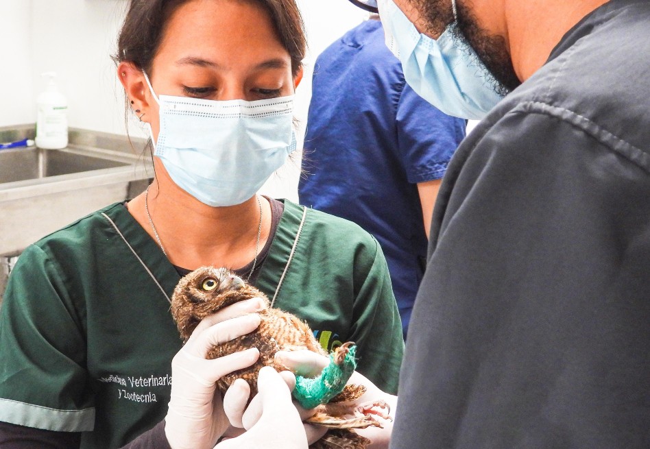 Animales silvestres ingresaron a casas huyendo de la alborada en Medellín