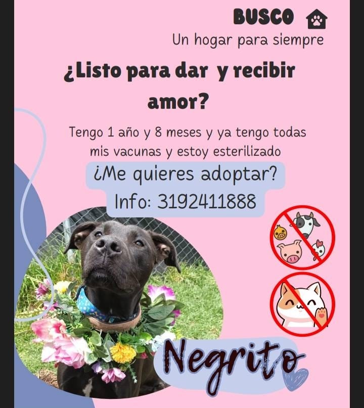 Ellos son Negrito y Muñeca, dos perros que buscan un hogar de manera urgente