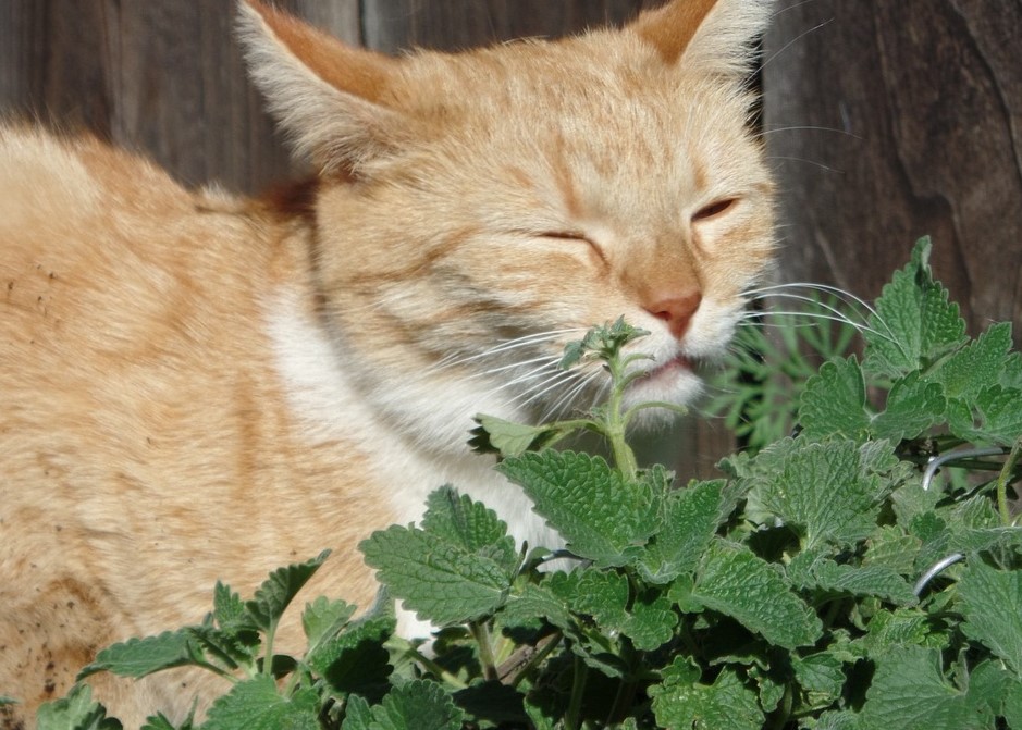 Los gatos que reaccionan más a la planta y muestran más interés por ella son hembras que los machos