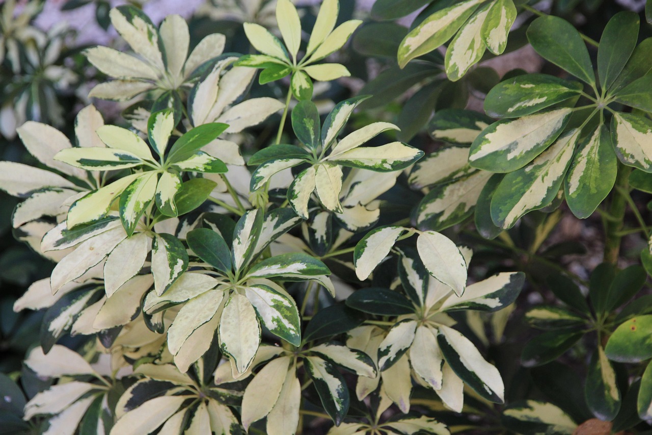 Cheflera: la planta perfecta para iluminar cualquier rincón del hogar