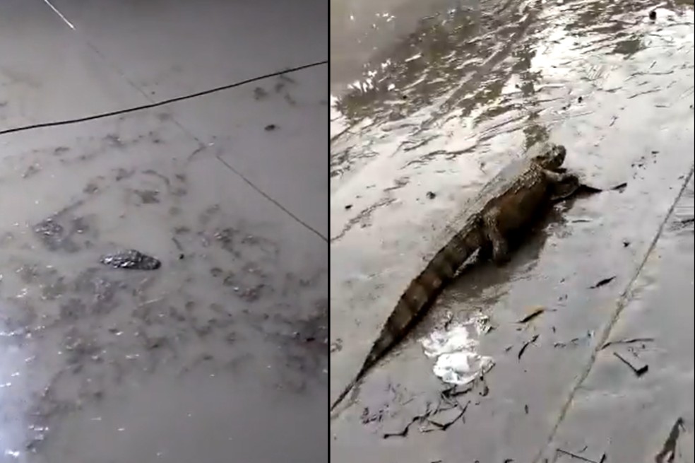 (VIDEOS) Caimanes aparecen en las calles de Río de Janeiro tras fuertes lluvias