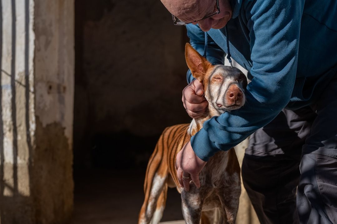 El segundo lugar fue para An Di Prima con su fotografía de Santos, un perrito rescatado por Hope For Podencos. “Los podencos son una raza de perro de caza que sufre un terrible maltrato en España. Cada año, cuando termina la temporada de caza, miles de ellos son abandonados y algunos afortunados son salvados por organizaciones de rescate como Hope For Podencos”.