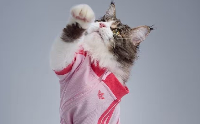 Este tipo de iniciativas reflejan cómo las grandes marcas están reconociendo el papel fundamental que las mascotas ocupan en los hogares.