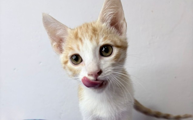 Gonzo Miauricio: el gatito sin una patita que busca un hogar lleno de amor