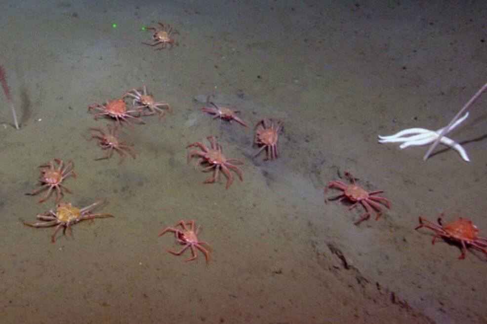 ¿Qué hizo que desaparecieran los cangrejos de las nieves de las aguas de Alaska?