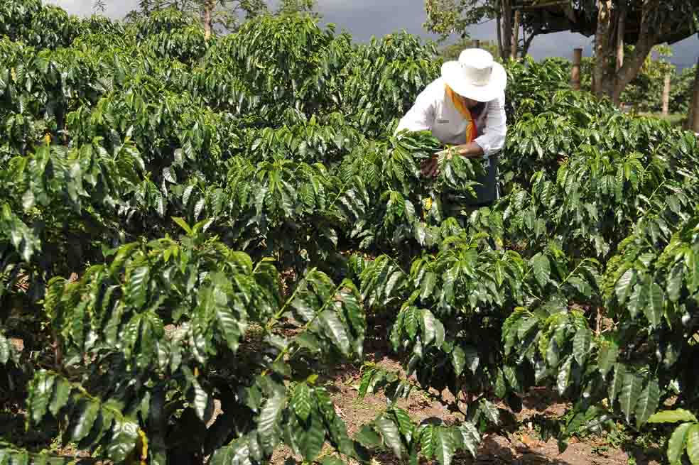 ¿Una cosecha de café de 12,2 millones de sacos?