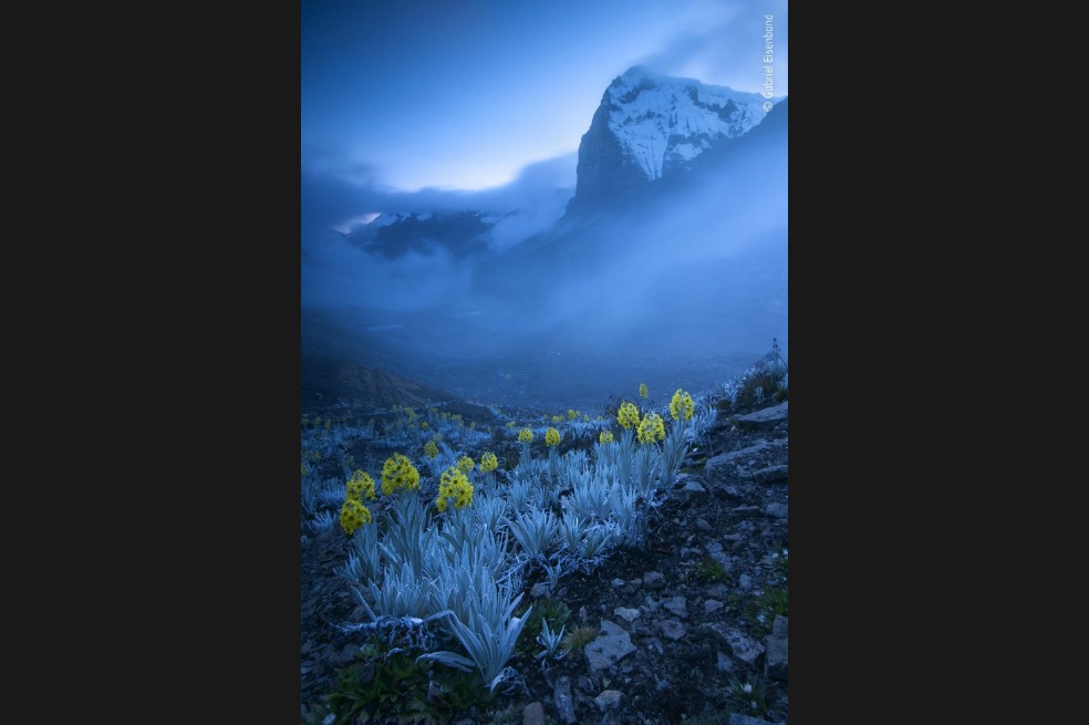 El colombiano Gabriel Eisenband ganó en la categoría Plantas y Hongos por esta fotografía en el Ritak’Uwa Blanco, en la Cordillera Oriental de los Andes colombianos.
