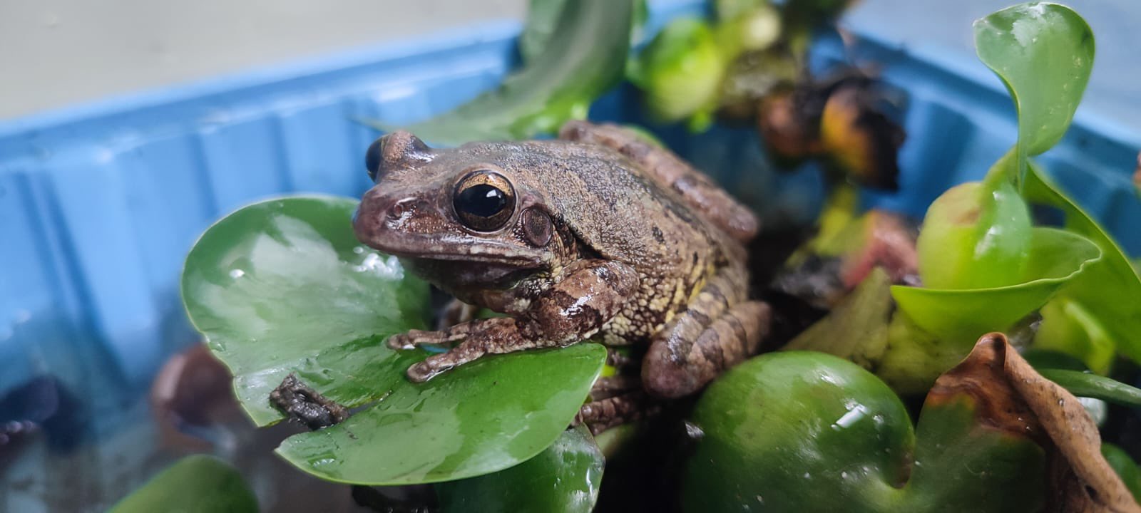 Un reptil, un anfibio y dos mamíferos fueron rescatados del tráfico ilegal en Bogotá
