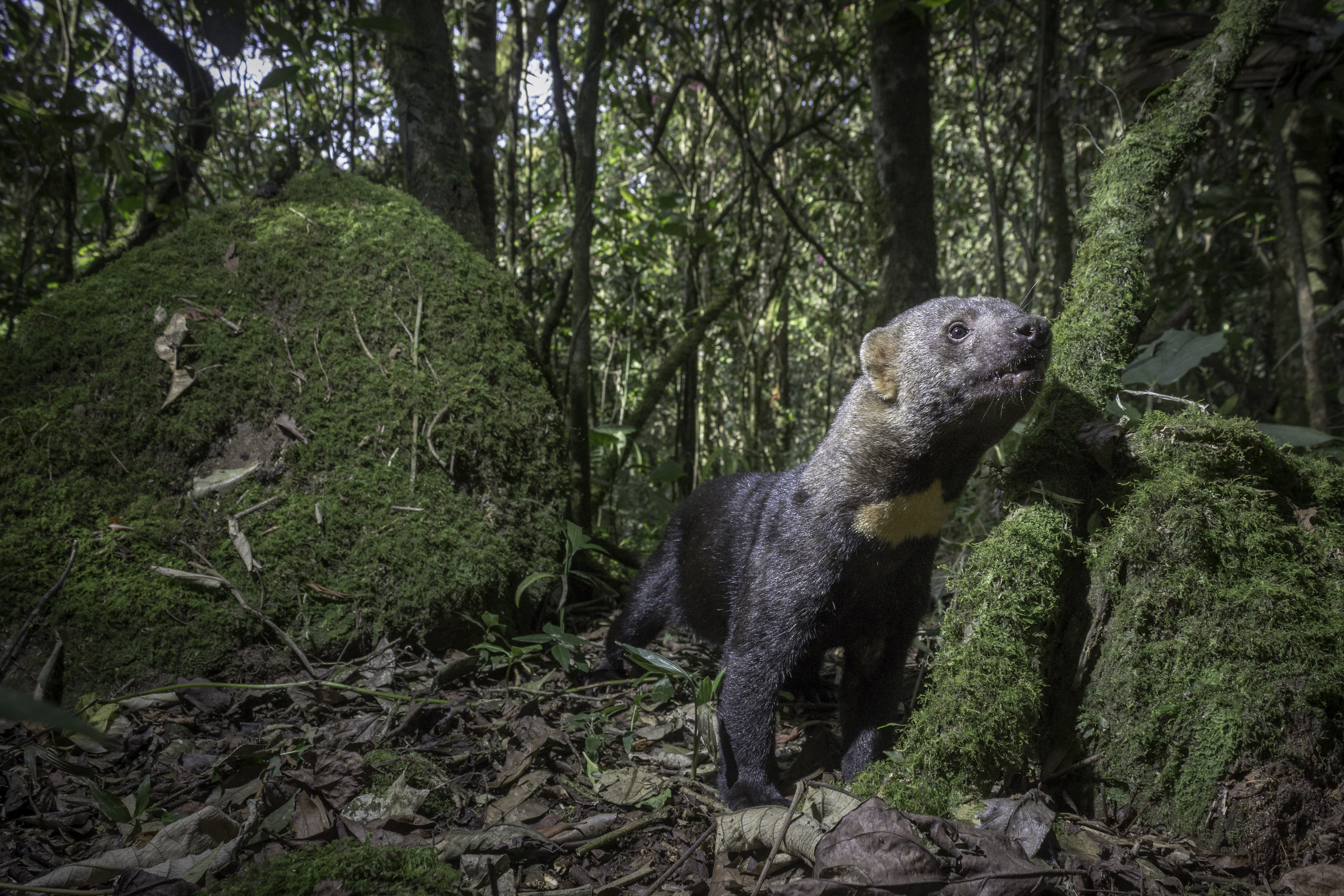 Esta imagen hizo parte de la selección del Fotoconcurso de naturaleza de la Agenda del Mar.
