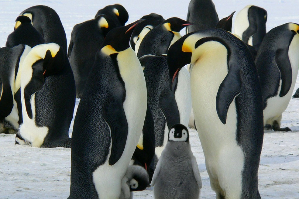 Pingüinos, «los reyes de la monogamía», al parecer no son tan fieles