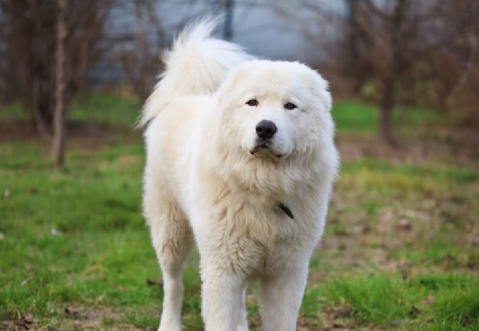 Adoptaron y devolvieron a su perro: alcalde les prohíbe tener mascota por dos años