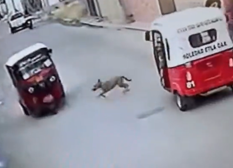 (Video) Perro “chocó” a mototaxi: el conductor terminó en el suelo