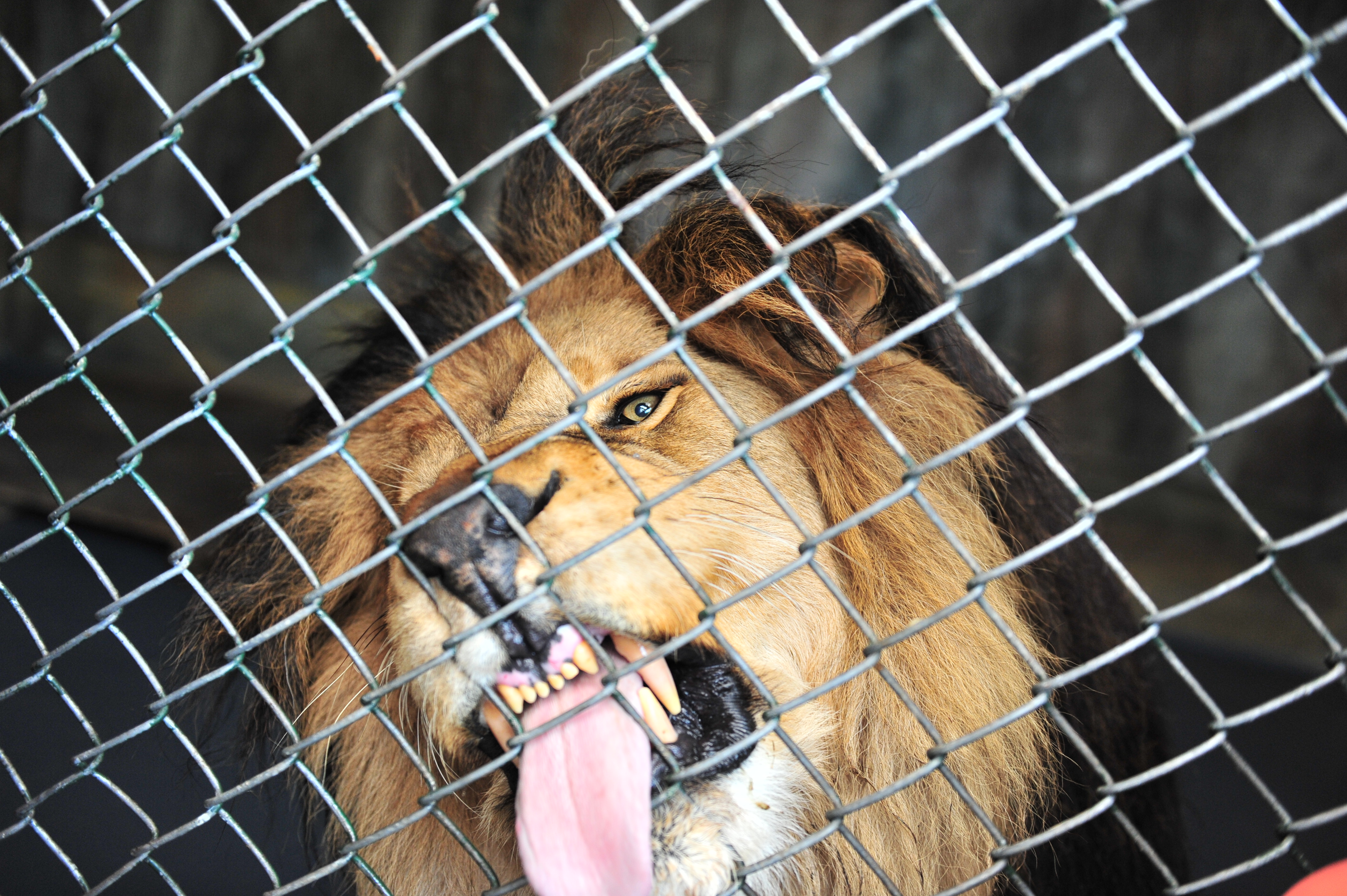 Autocanibalismo: ¿por qué algunos animales se comen a sí mismos?