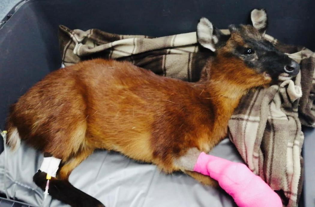 Puma y venado, que encontraron en Bogotá, se recuperan satisfactoriamente