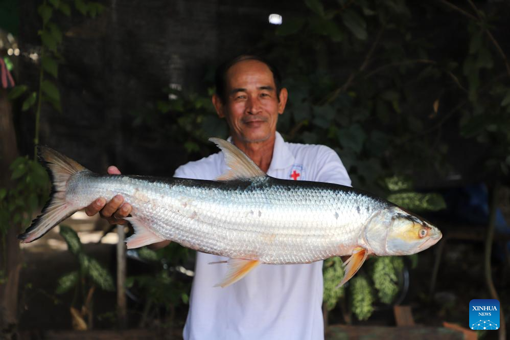 El pez "fantasma del Mekong" ha reaparecido en Camboya después de casi dos décadas sin dejar rastro. (Chhut Chheana/Wonders of the Mekong).