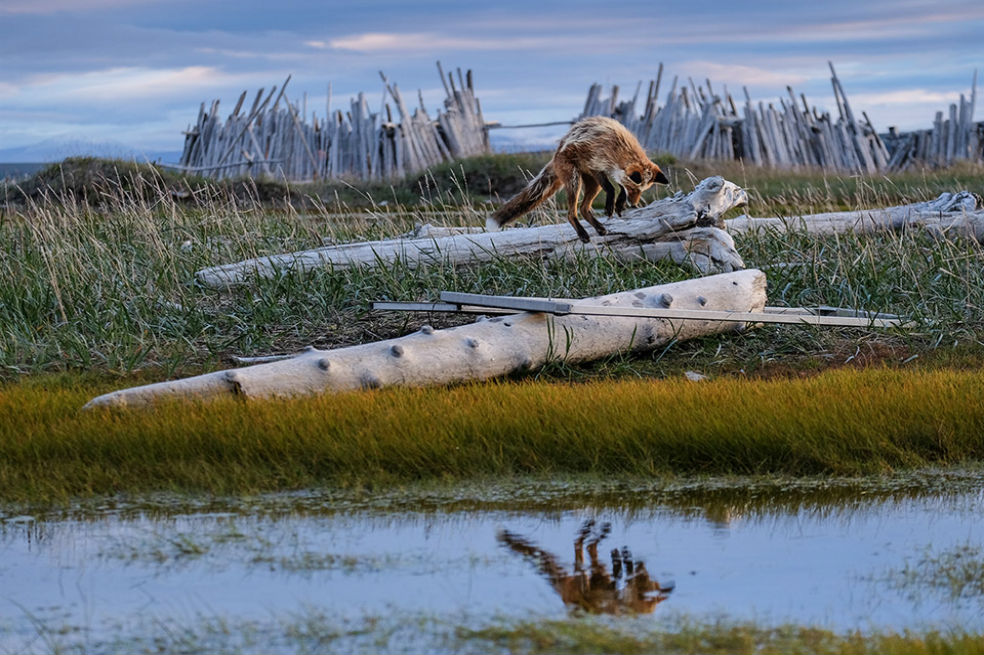 Estas son las mejores fotos del concurso Capturing Ecology