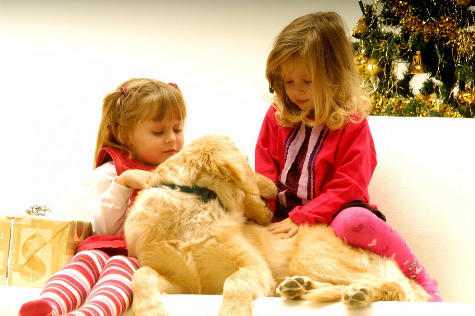 Los niños y el contacto con animales