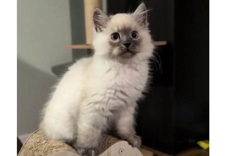 Mujer adoptó un pequeño gatito y se llevó una gran sorpresa meses después (video)