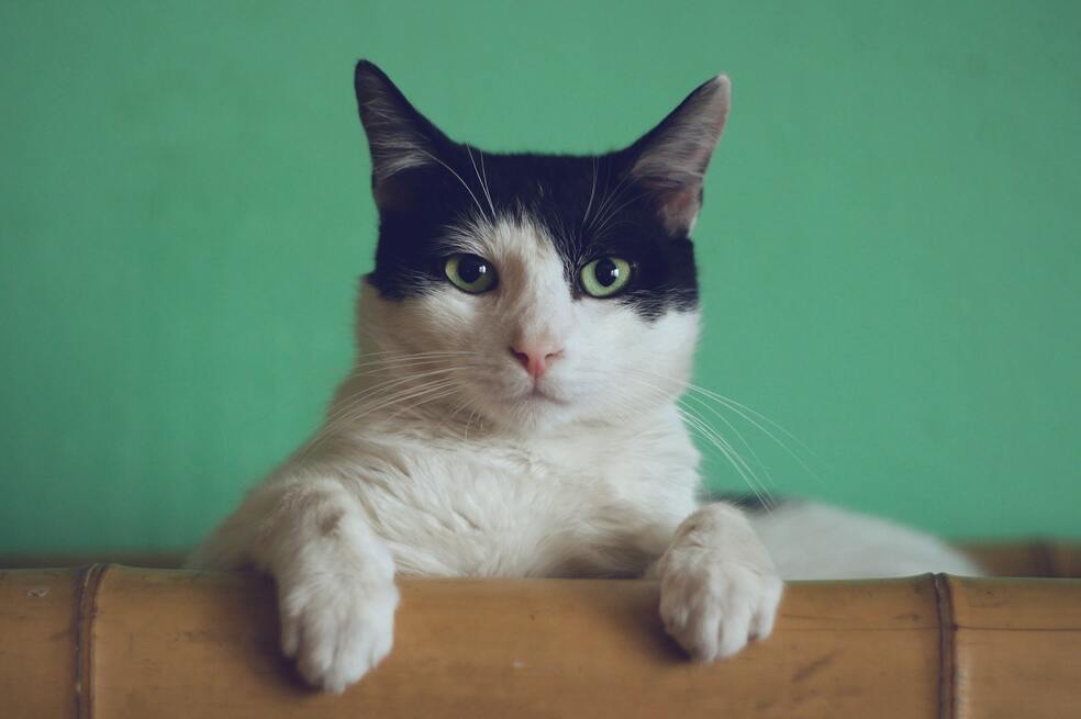 ¿Qué cosas pueden recordar los gatos?