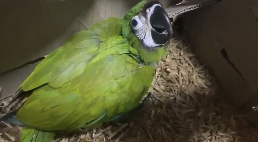 Capturaron banda criminal que vendió más de 2.500 animales silvestres por Facebook