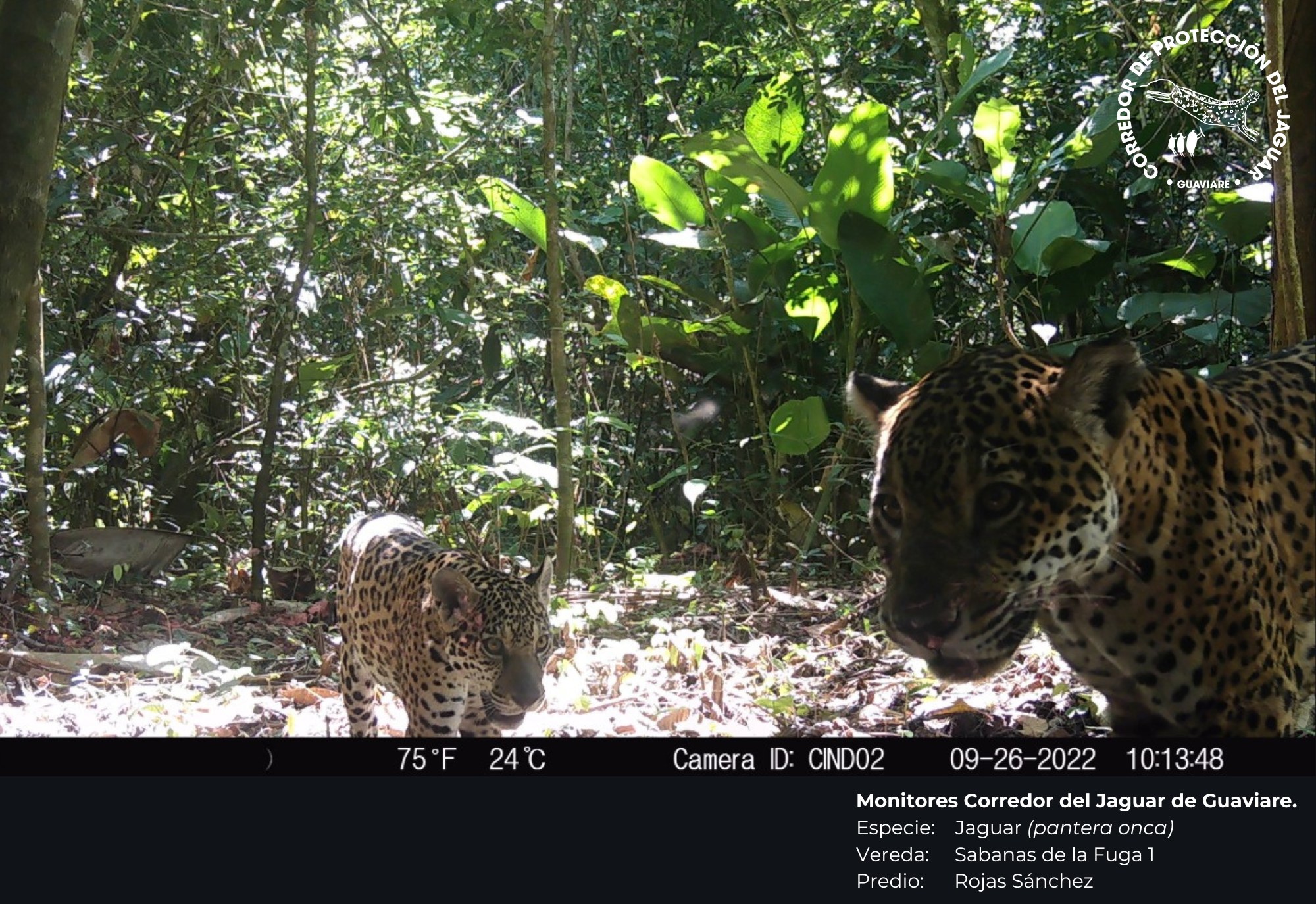 Cámaras trampa en el Corredor del jaguar en Guaviare.