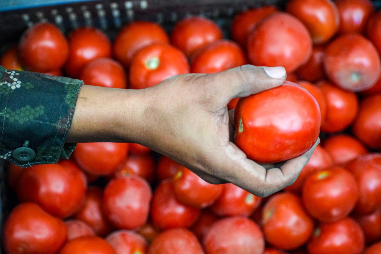 Campesinos de Argelia se unen a sustitución de cultivos con producción de tomate