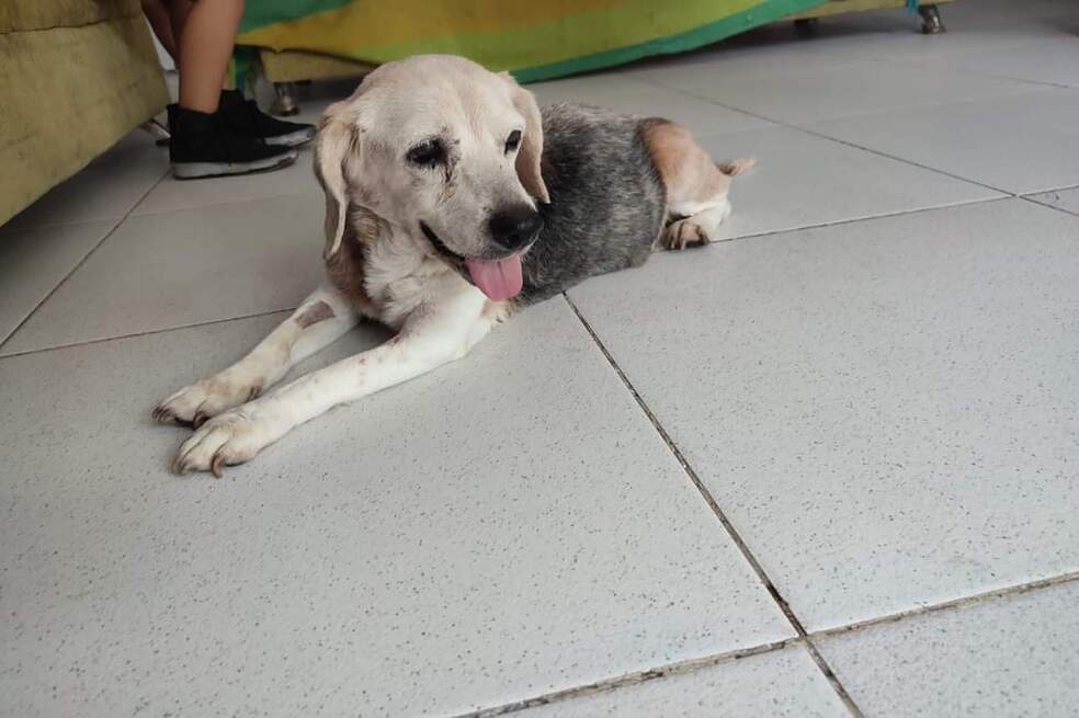 Denuncian que perrita fue empalada en Girardot, Cundinamarca. ¿Cómo puede ayudarla?