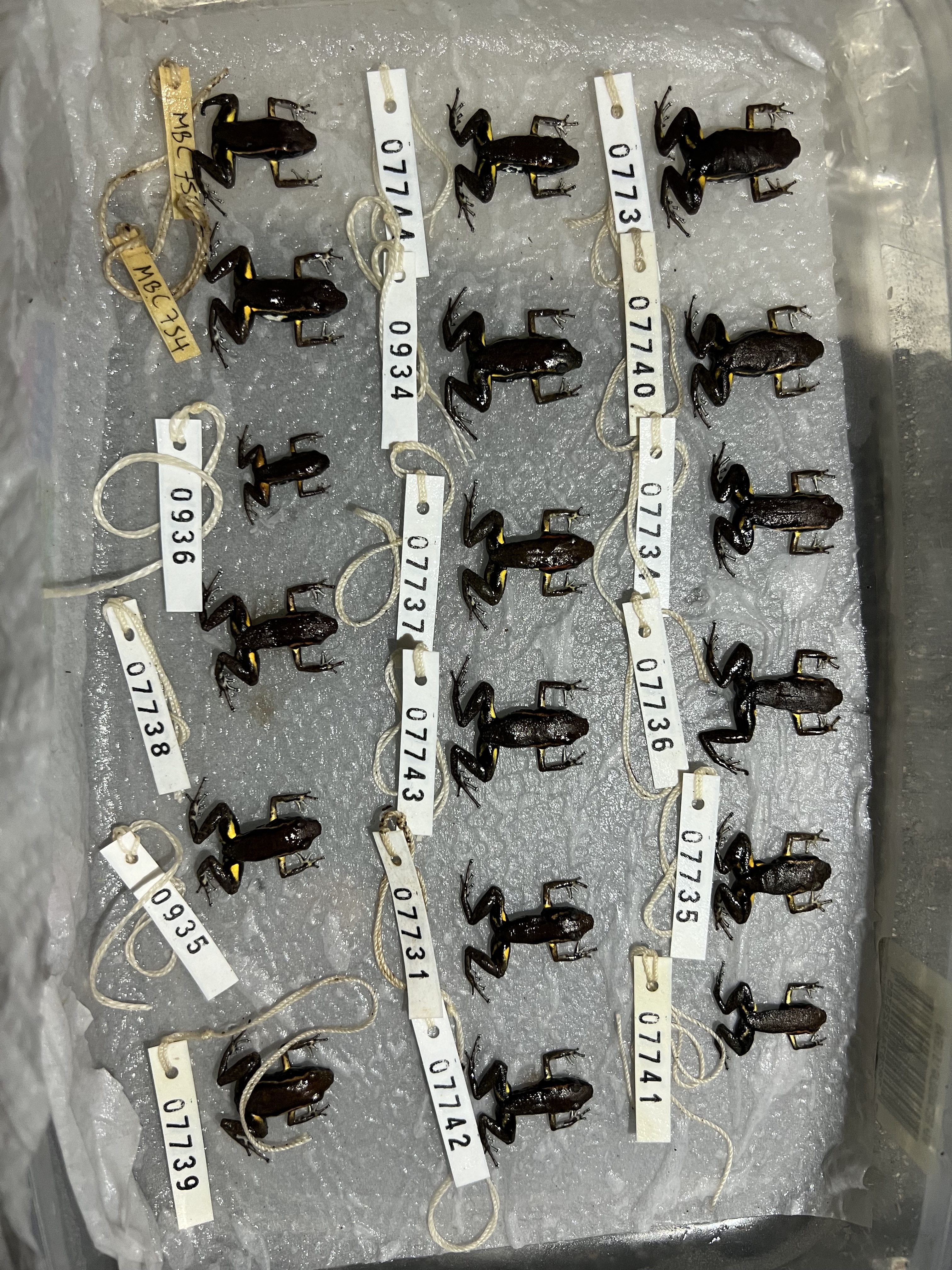 Epipedobates currulao