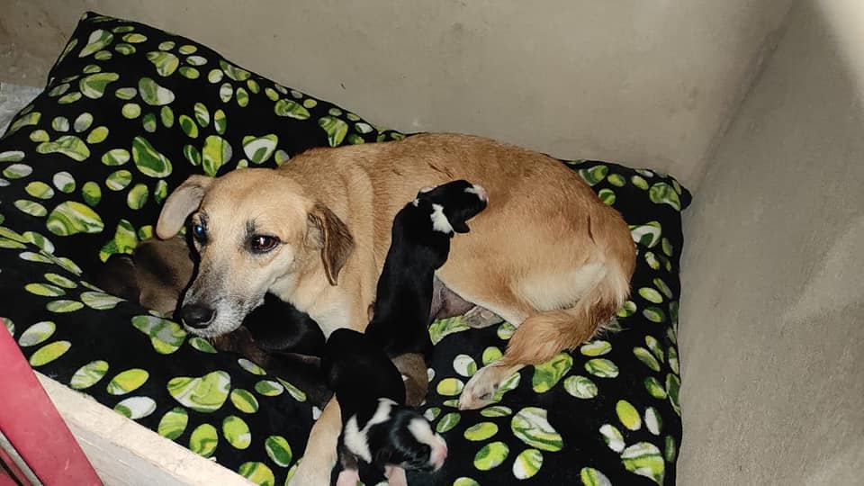 Luego de ser rescatada por la fundación Dejando Huellitas SOS Palenque, una veterinaria les donó una cama, alimento y medicamentos.