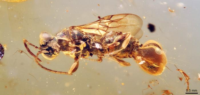 Descubren especie de avispa que vivió hace más de 99 millones de años