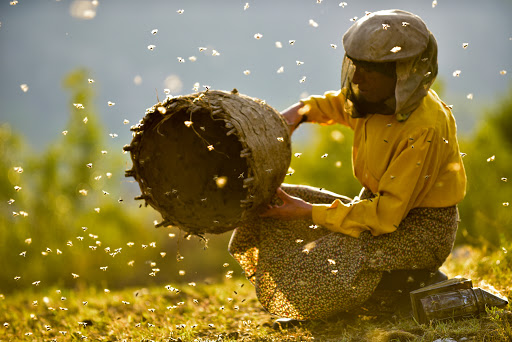 Honeyland: De las estepas de macedonia del Norte a los Oscar 2020