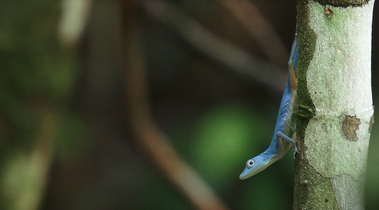 El país cuenta con 67.000 especies de fauna y flora registradas.