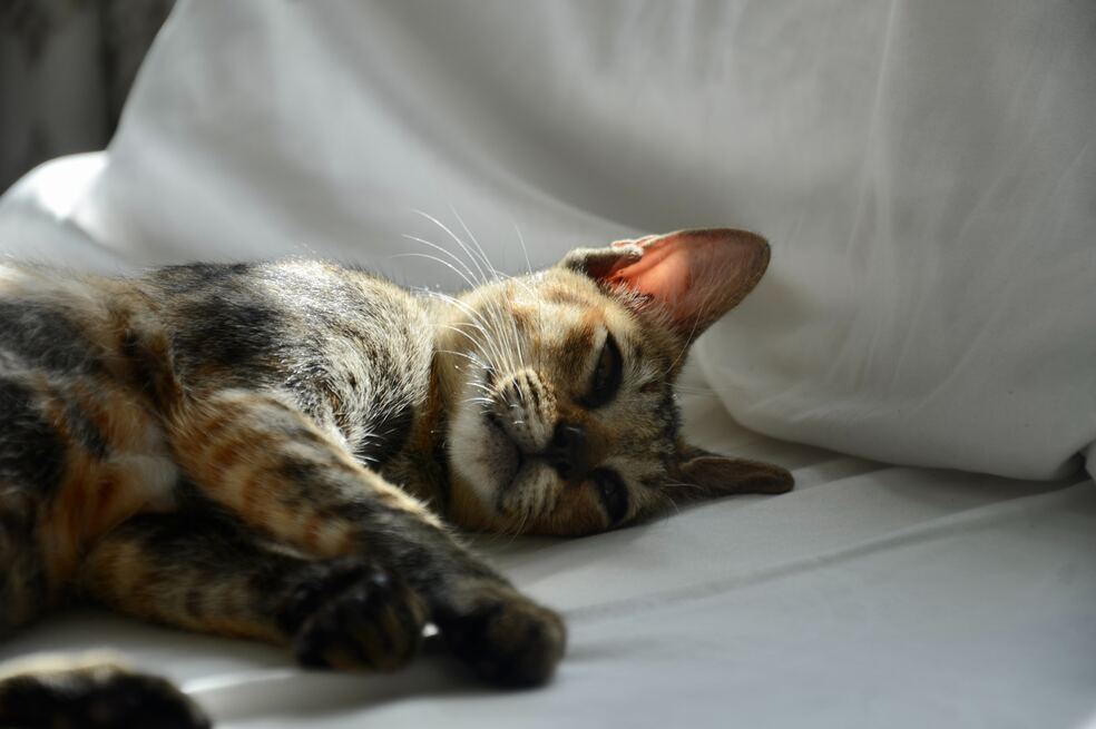 ¿Cómo saber si mi gato tiene parásitos?