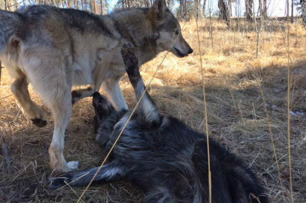 Ámarok, el lobo gris rescatado en Antioquia, consiguió pareja