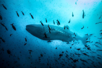 Colombia tiene el 30% de sus áreas marinas protegidas: ¿cuáles son?