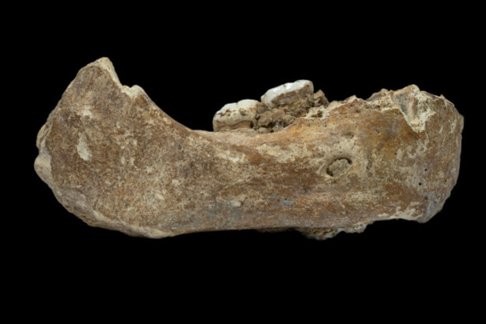 Un misterioso fósil desafía la creencia de que los humanos fuimos los primeros en poblar el Tíbet