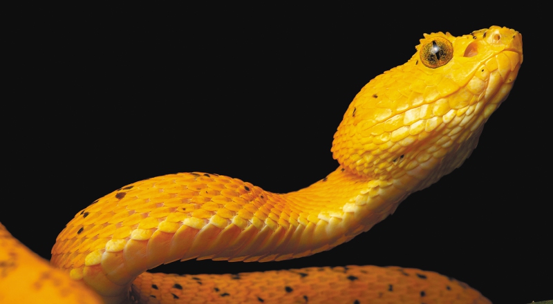 La historia de cómo descubrieron cinco nuevas especies de víboras en Colombia
