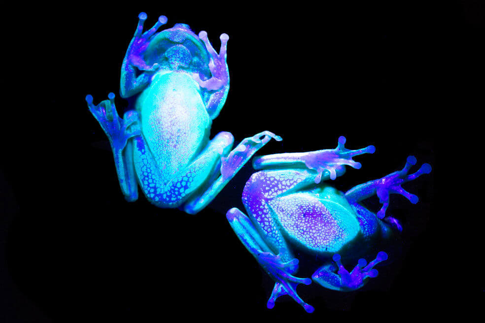 Qué es la biofluorescencia, la razón por la cual algunos animales pueden brillar