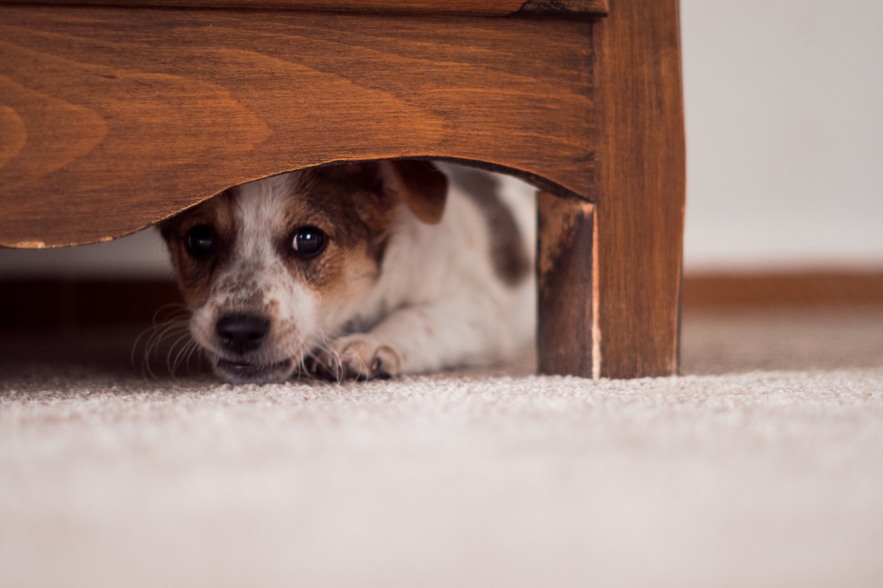 ¿Qué hacer para que su mascota no se asuste con la pólvora?