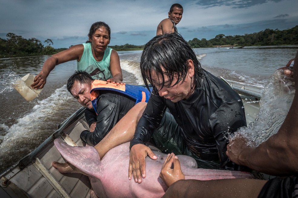 La foto de un delfín de río colombiano que participa en concurso internacional