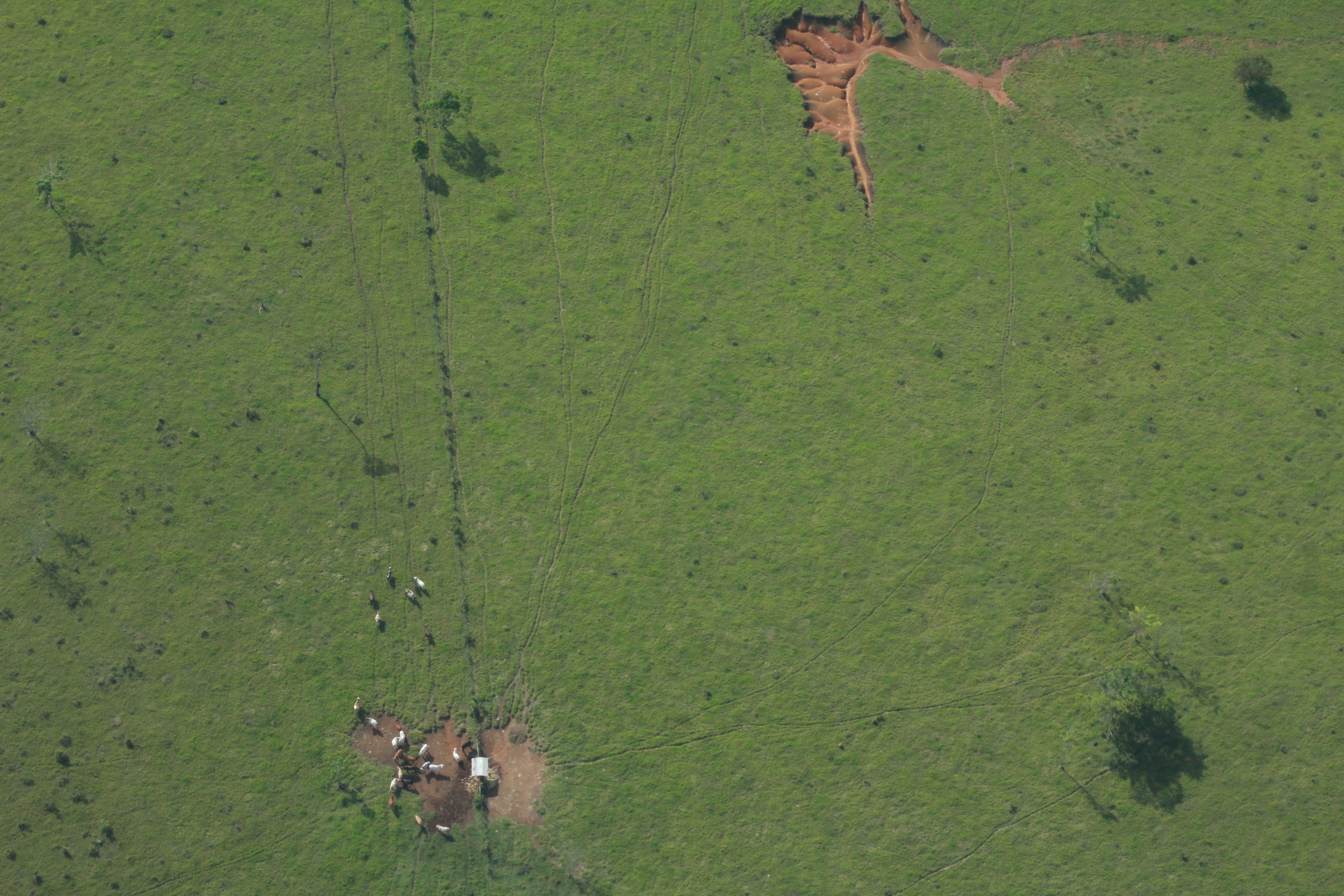 Los productores de soja ahora quieren cultivar en la Amazonia