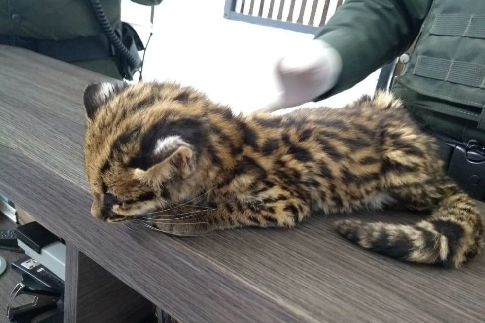 Murió tigrillo encontrado en el norte de Bogotá