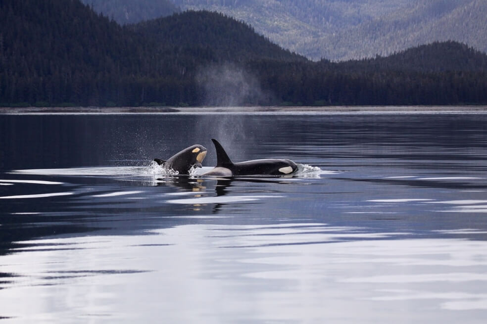 Así funcionaba cárcel de ballenas en Rusia