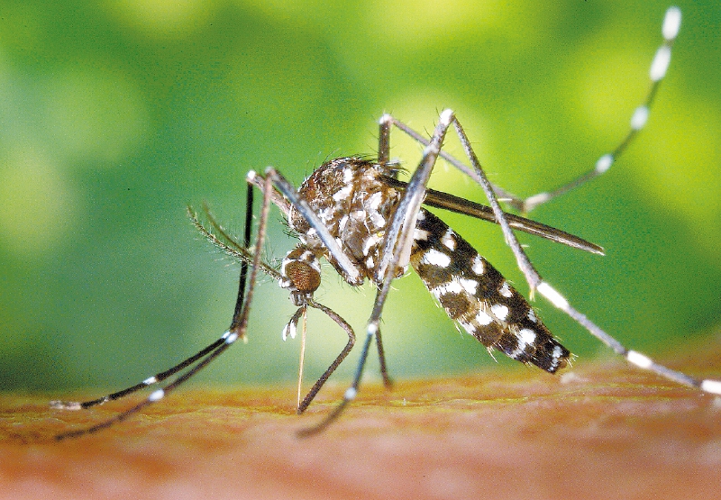 El “Aedes aegypti”, trasmisor del zika. / Wikimedia - Creative Commons