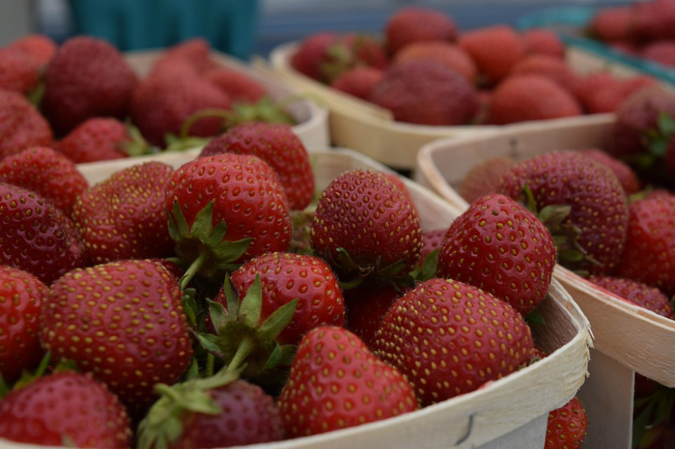 Estudio en ratones muestra beneficios de las fresas contra cáncer de mama