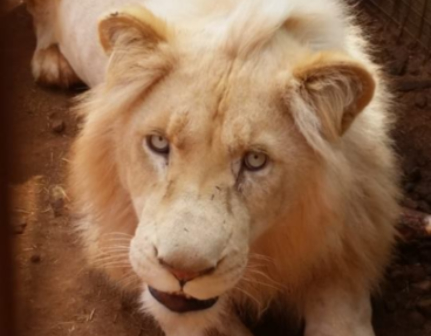Cruzada para salvar a Mufasa, un león blanco de Sudáfrica