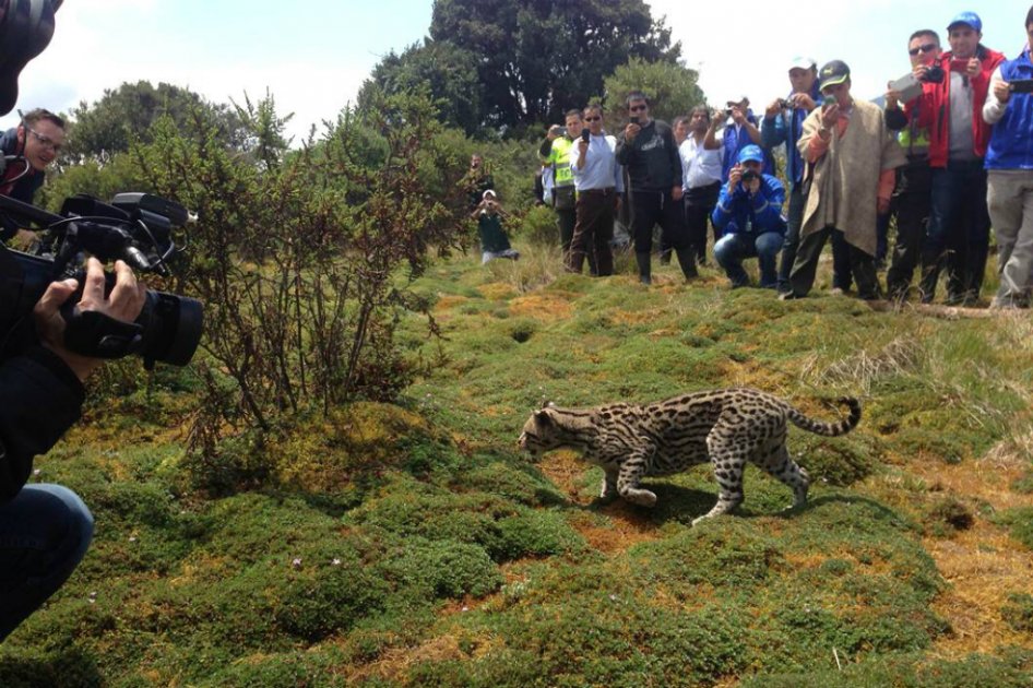 MinAmbiente libera dos tigrillos en su hábitat y alerta sobre el tráfico de especies